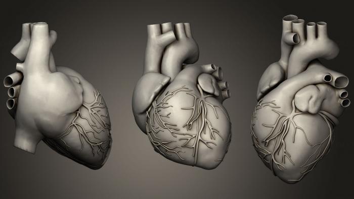نموذج ثلاثي الأبعاد لآلة CNC تشريح الهياكل العظمية والجماجم شبكة قاعدة القلب